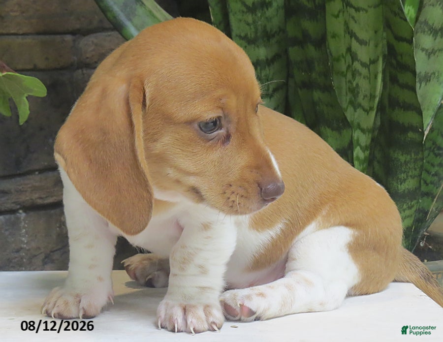 Miniature Dachshund dogs Jewel - Ad 2