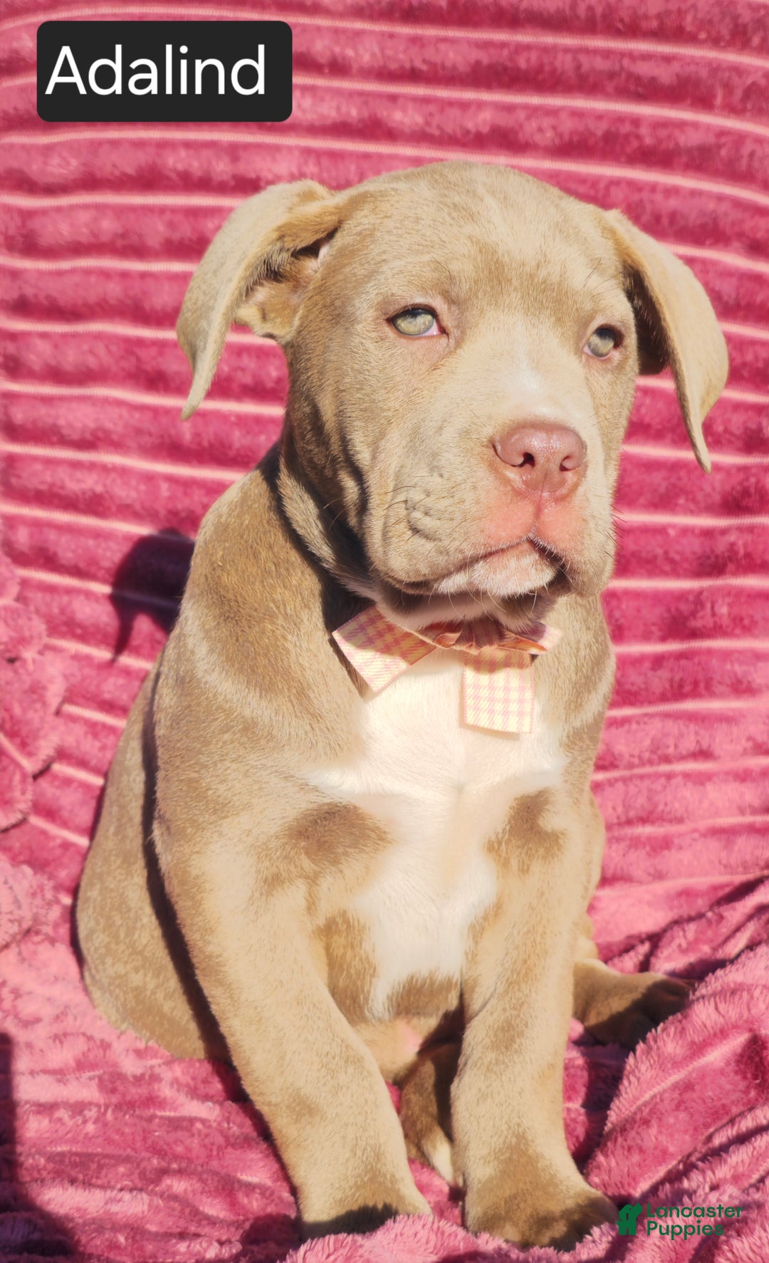 Cane Corso dogs for sale: Adalind - Ad 2