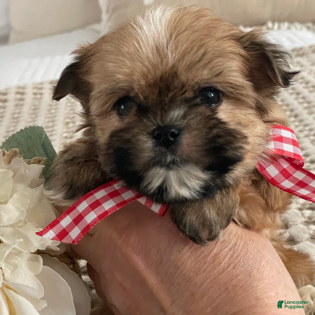 Morkie dogs for sale: Teacup Nugget - Ad 9