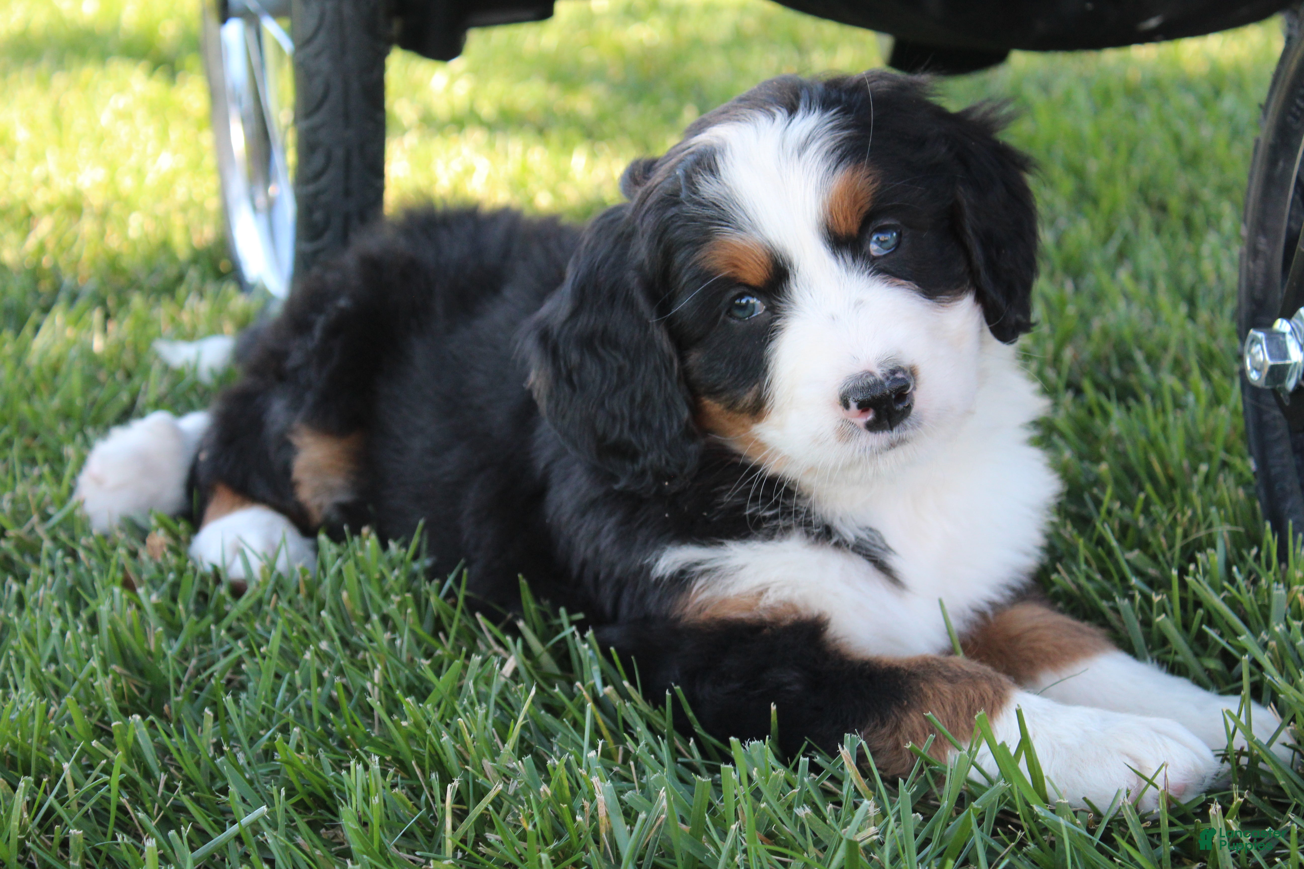Bernedoodle dogs Millie - Ad 1