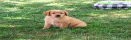 Labrador Retriever dogs for sale: Carter - Ad 5
