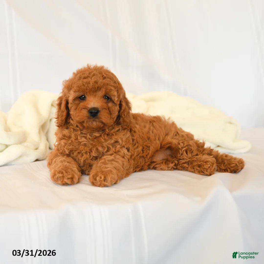 Miniature Poodle dogs for sale: Francie - Ad 3