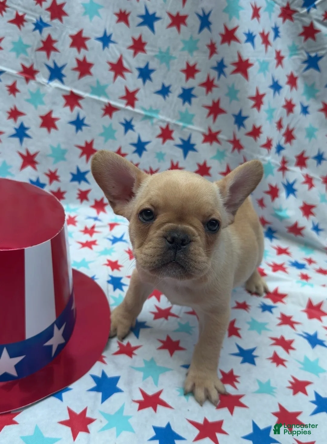 French Bulldog dogs for sale: French Bulldog 6 - Ad 2