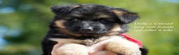 German Shepherd dogs for sale: German Shepherd female red collar - Ad 2