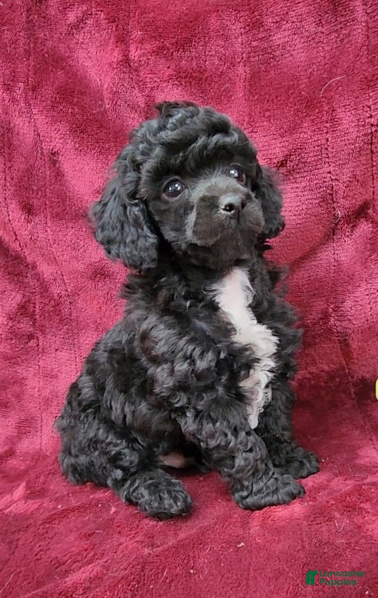 Miniature Poodle dogs Miniature Poodle black boy - Ad 1