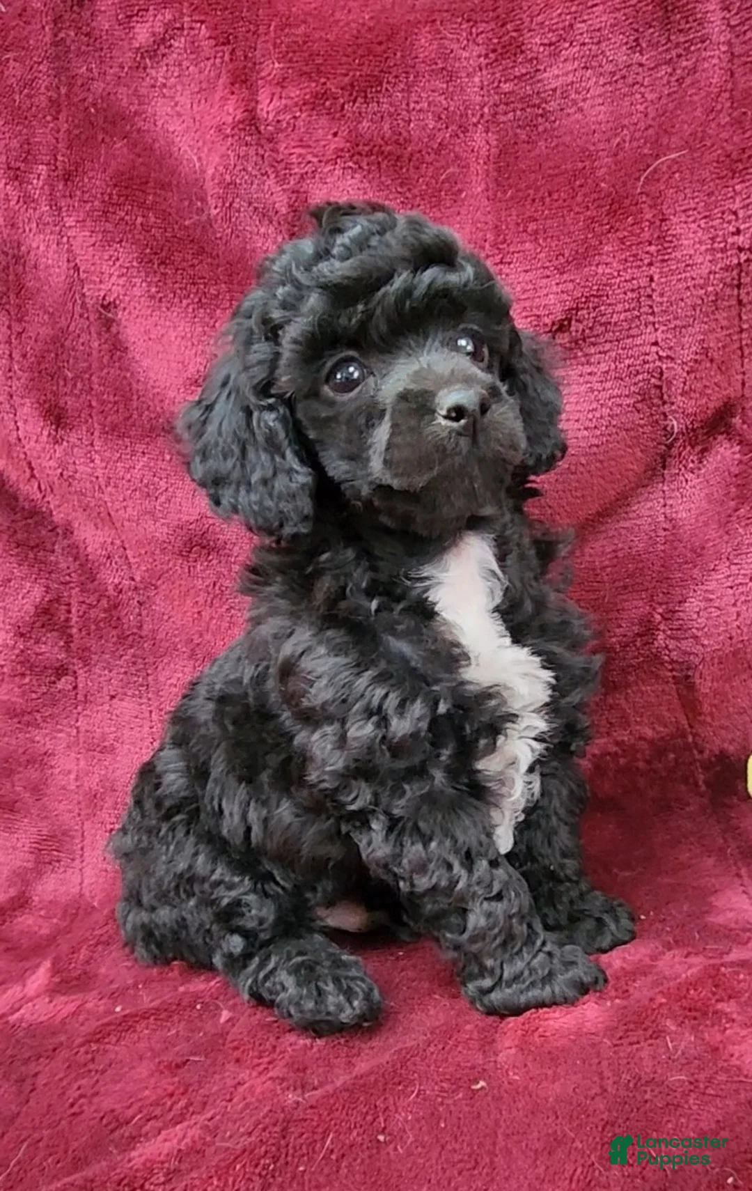 Miniature Poodle dogs for sale: Miniature Poodle black boy - Ad 1