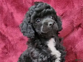 Miniature Poodle dogs for sale: Miniature Poodle black boy - Ad 2