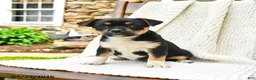 Mixed Breed dogs for sale: Helena - Ad 1