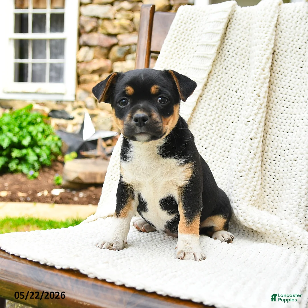 Mixed Breed dogs for sale: Helena - Ad 1