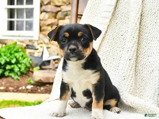 Mixed Breed dogs for sale: Helena - Ad 4