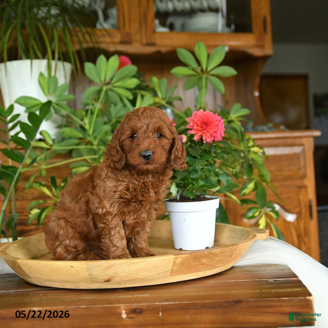 Mini Goldendoodle dogs for sale: Adam - Ad 5
