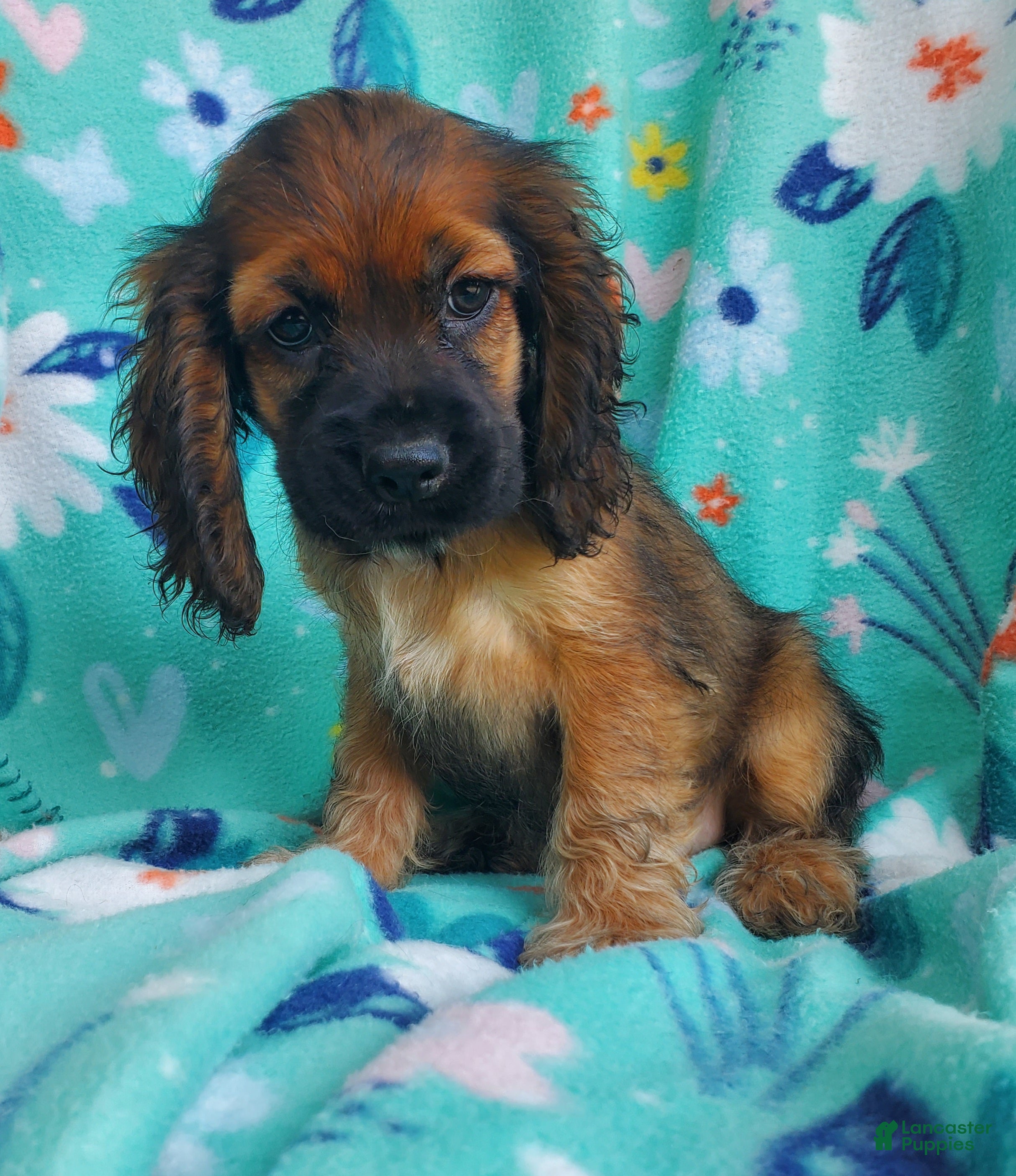 Cocker Spaniel dogs Millie - Ad 1