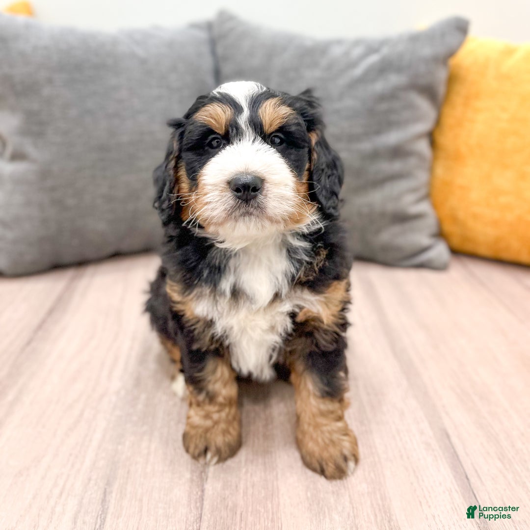 Mini Bernedoodle dogs for sale: Benji - Ad 1