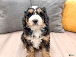 Mini Bernedoodle dogs Benji - Ad 11