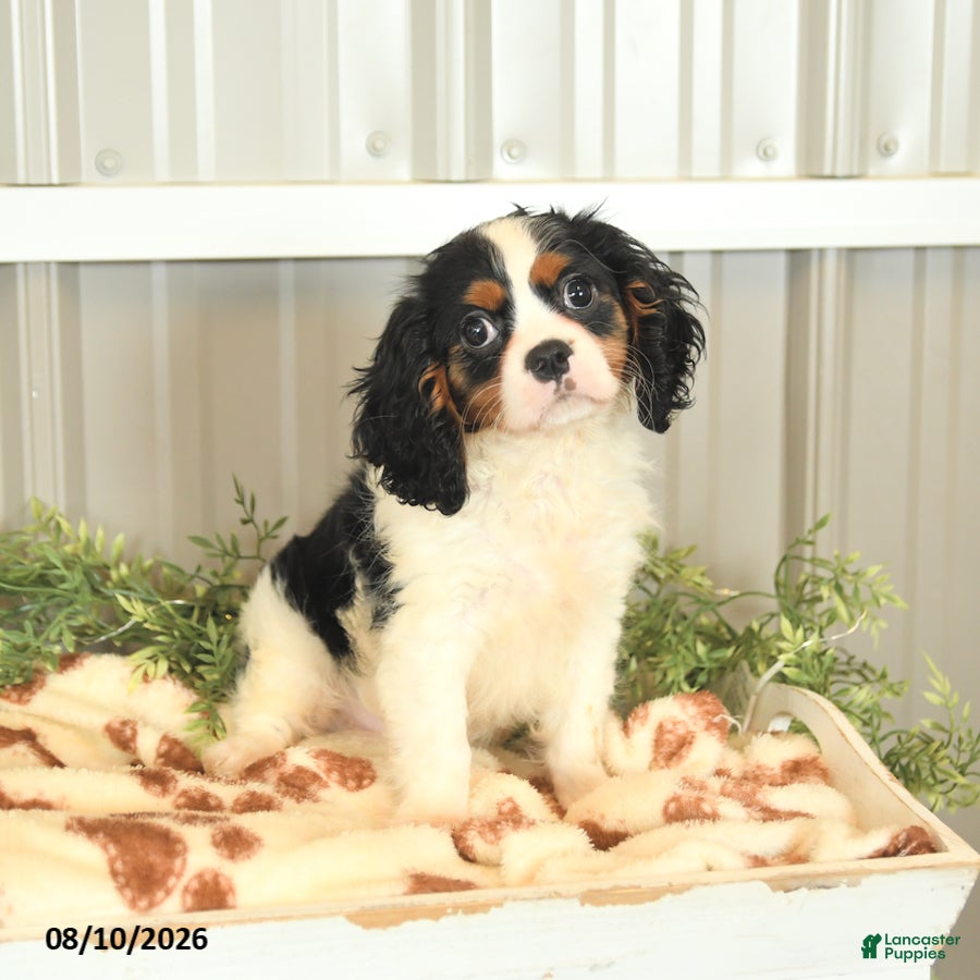 Cavalier King Charles Spaniel dogs Lucky - Ad 2
