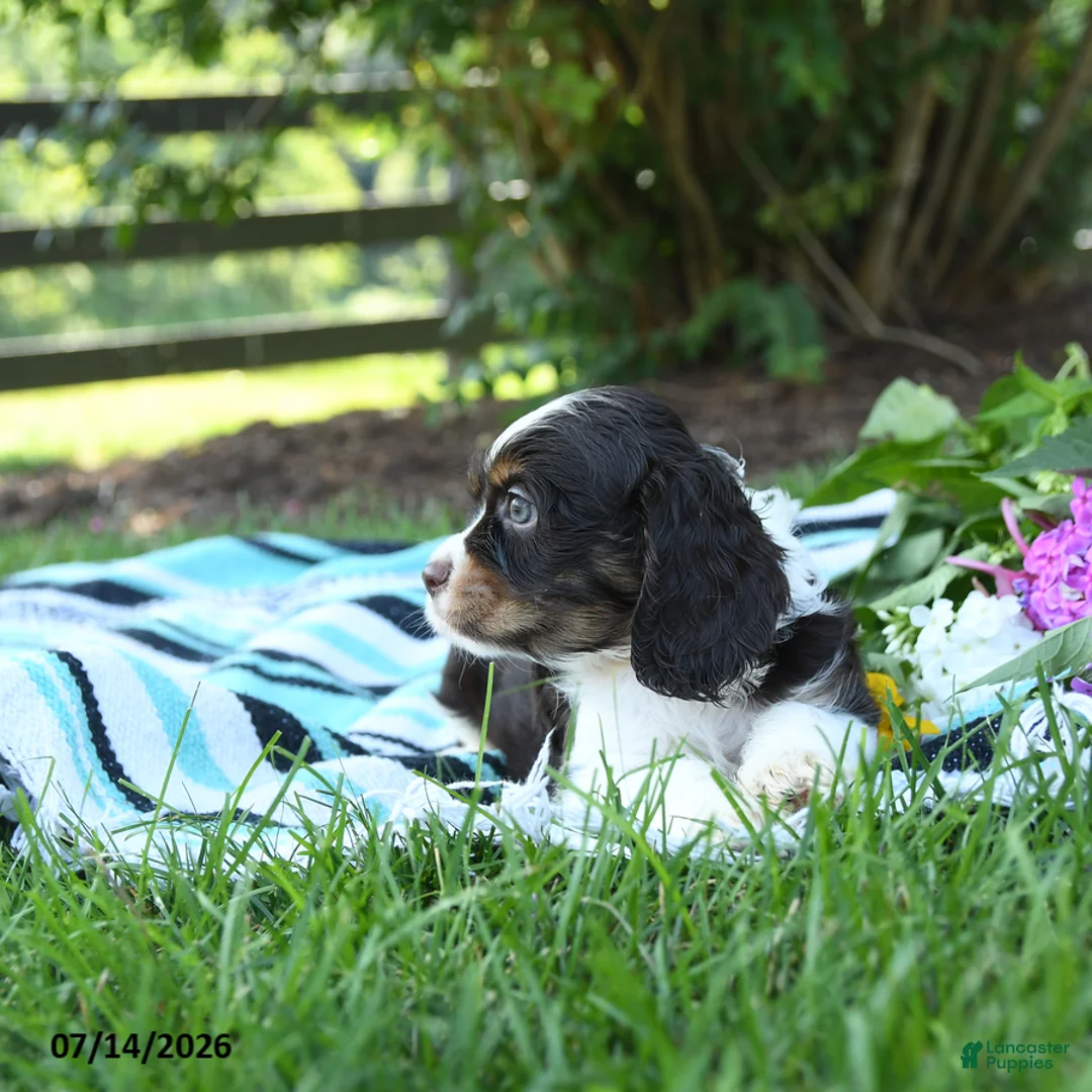 English Cocker Spaniel dogs for sale: Nutmeg - Ad 3