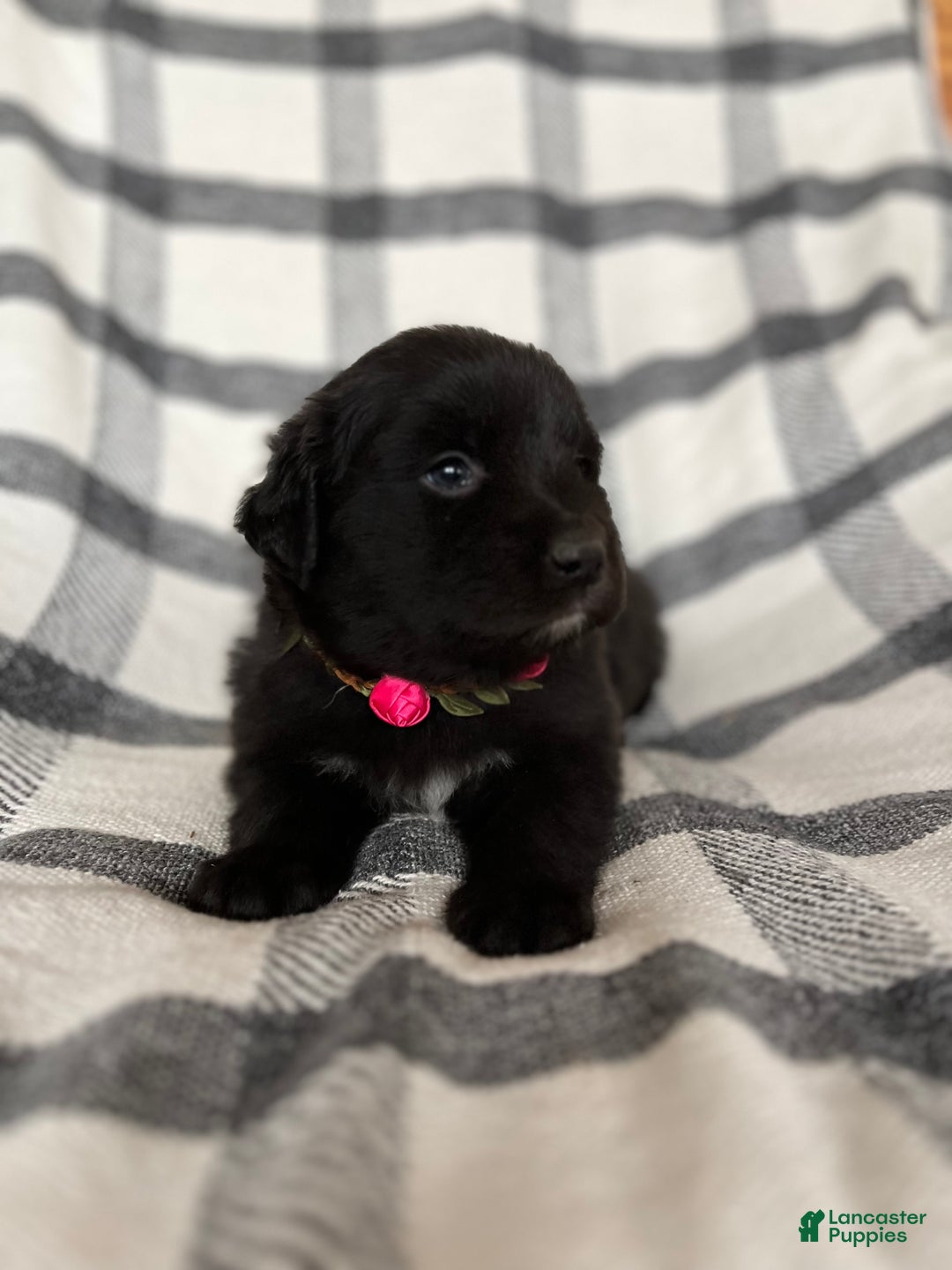 Mixed Breed dogs for sale: Allie - Ad 7