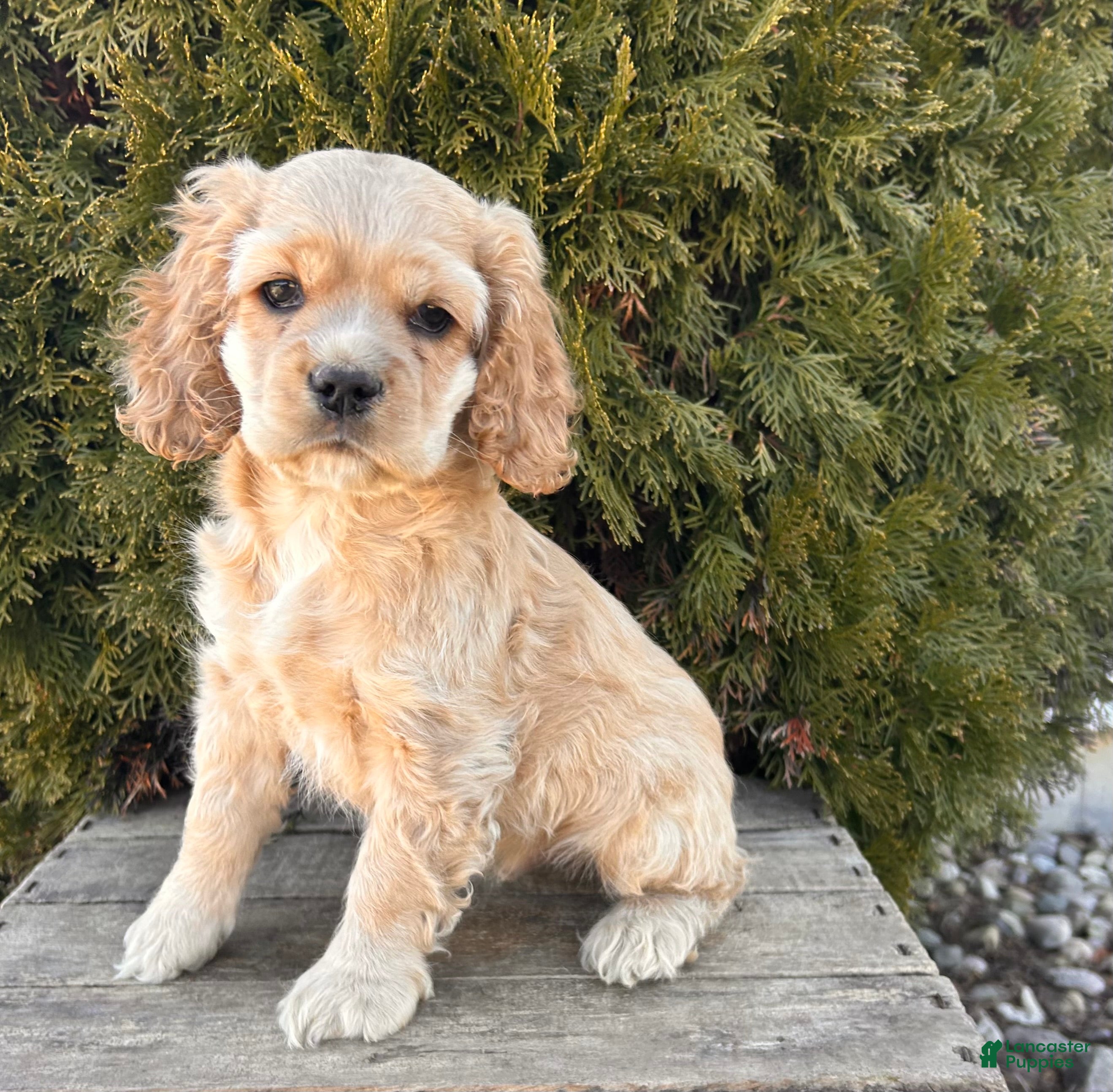 Cocker Spaniel dogs Milo - Ad 1