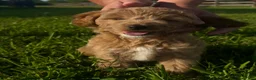 Mini Goldendoodle dogs for sale: Mini Goldendoodle Puppy 2 - Ad 5