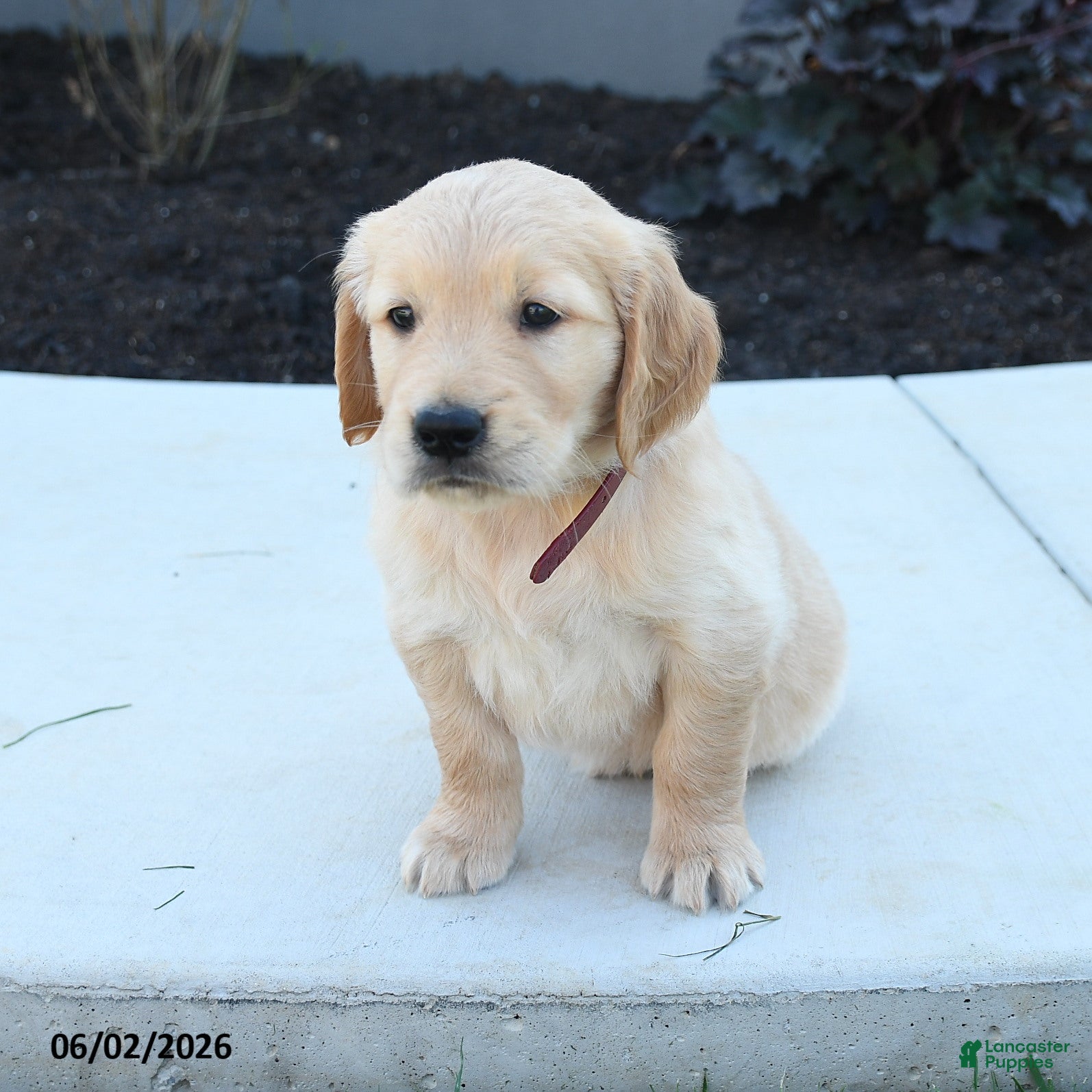 Golden Retriever dogs for sale: Walker - Ad 4