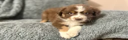 Australian Shepherd dogs for sale: Ransom - Ad 1
