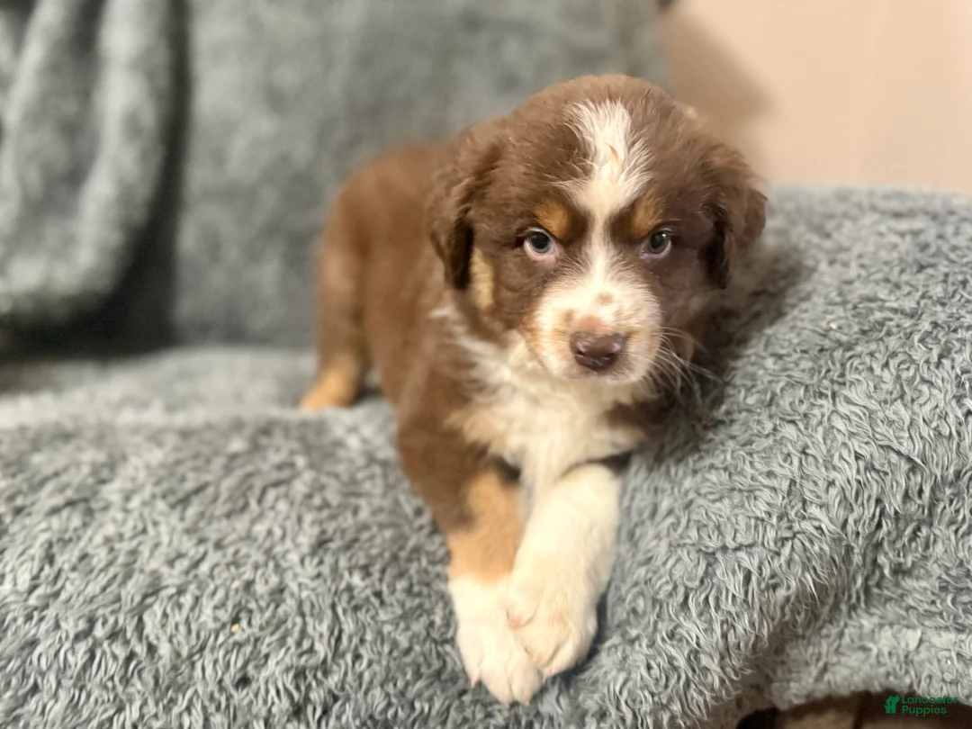 Australian Shepherd dogs for sale: Ransom - Ad 1