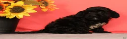Cavapoo dogs for sale: Vito - Ad 5