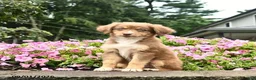 Australian Shepherd dogs for sale: Dancer  - Ad 3