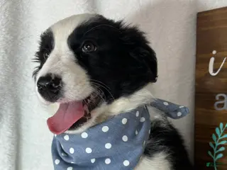 Border Collie dogs Boomer - Ad 36