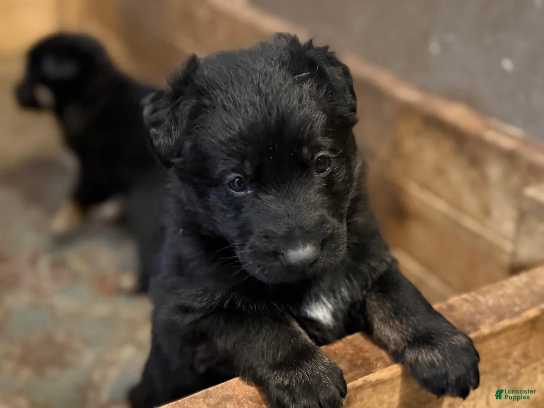 German Shepherd dogs for sale: German Shepherd Puppy 1 - Ad 4