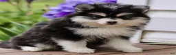 Pomsky dogs for sale: Maggie  - Ad 3