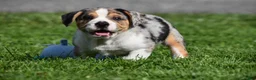 Beabull dogs for sale: Corwin - Ad 6
