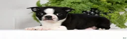 Boston Terrier dogs for sale: Tyler - Ad 5