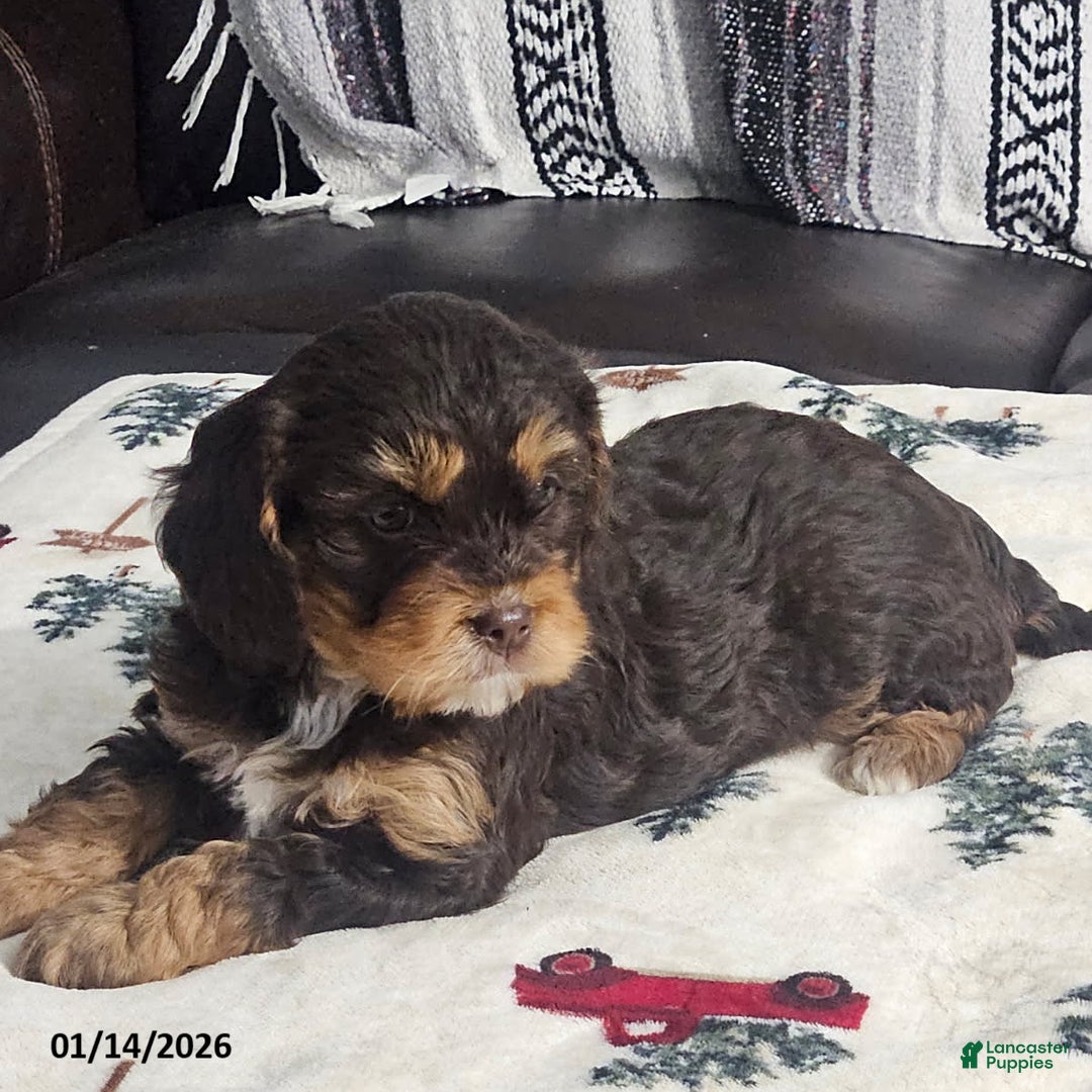 Cavapoo dogs for sale: Caramel - Ad 1