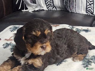 Cavapoo dogs Caramel - Ad 14