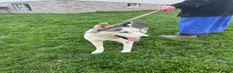 Siberian Husky dogs for sale: Fia - Ad 8