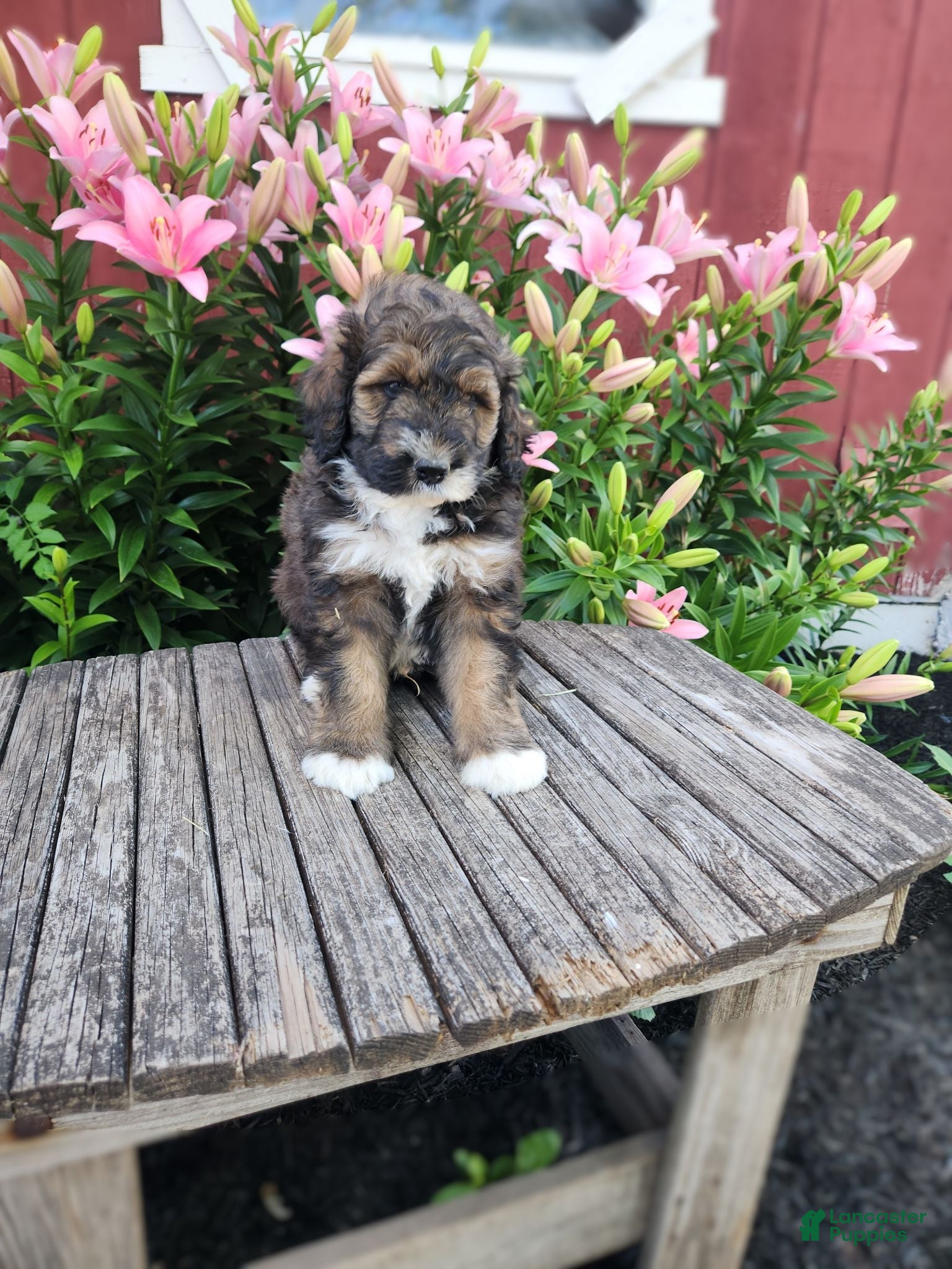 Bernedoodle dogs Coco - Ad 1