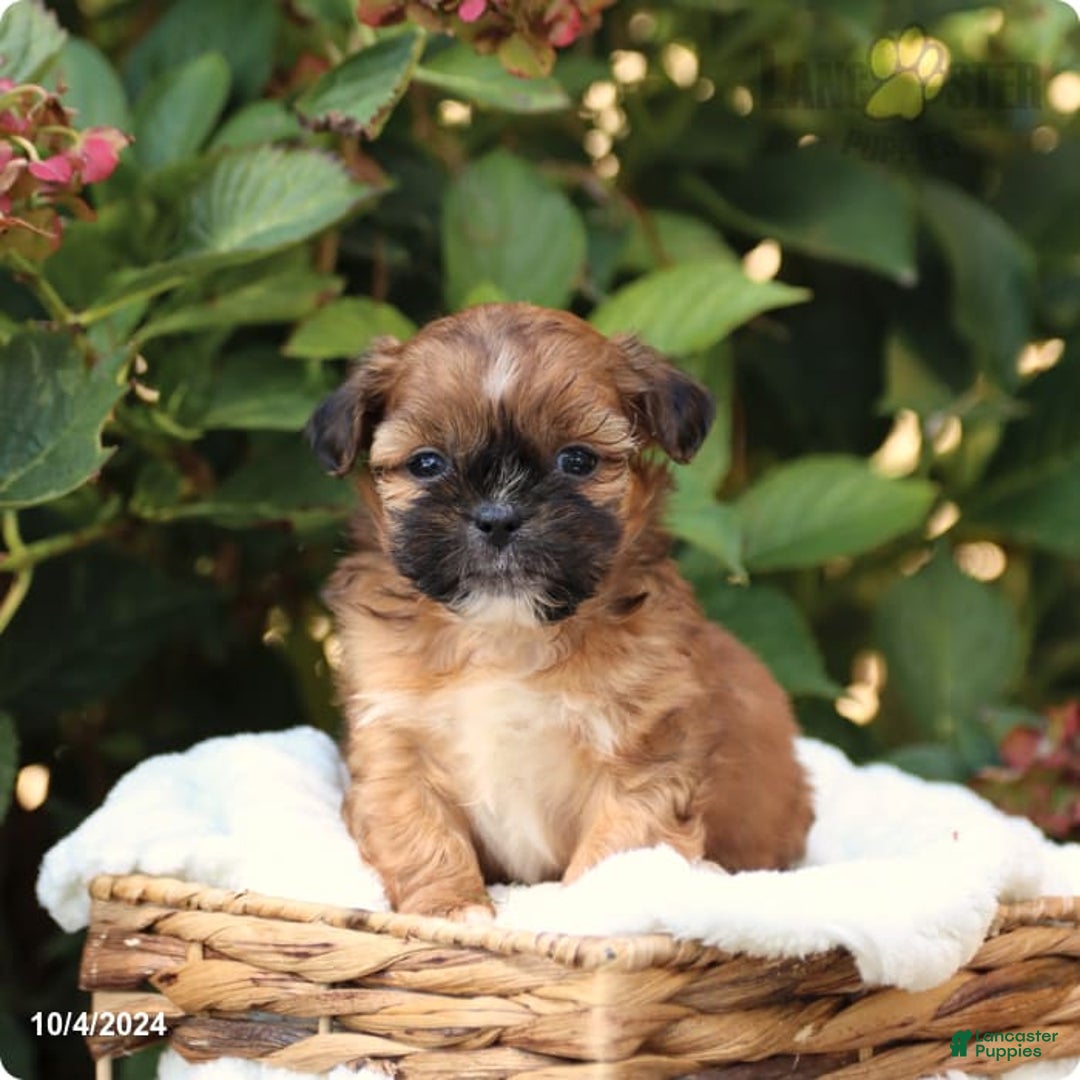 Gallery Image {{count}}