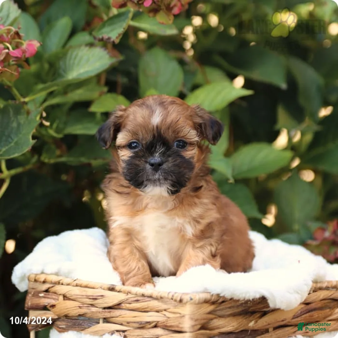 Gallery Image {{count}}