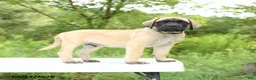 English Mastiff dogs for sale: Moose - Ad 4