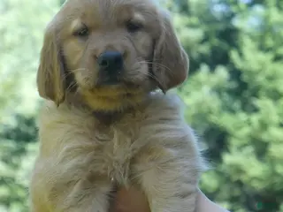 Golden Retriever dogs Vitality - Ad 26