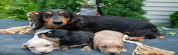 Miniature Dachshund dogs for sale: Chase - Ad 4
