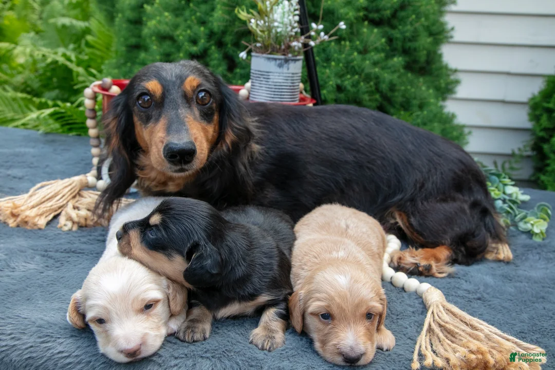 Miniature Dachshund dogs for sale: Chase - Ad 4