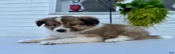 Shetland Sheepdog dogs for sale: Teddy  - Ad 4