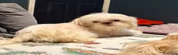 Shorkie dogs for sale: Hazel - Ad 6