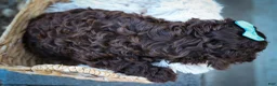 Cavapoo dogs for sale: COCOA - Ad 12
