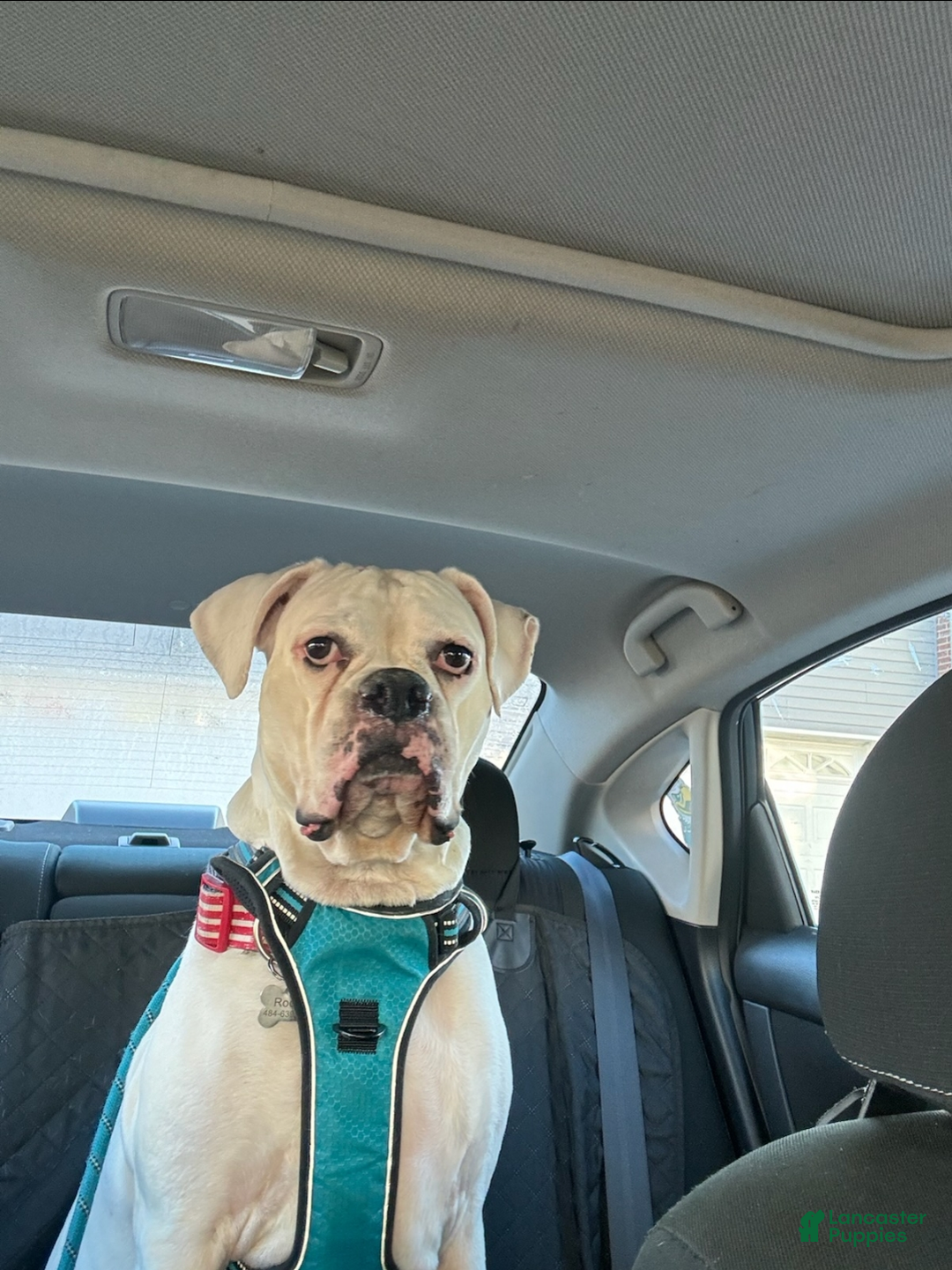 Boxer dogs for stud: Rocky - Ad 6