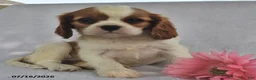 Cavalier King Charles Spaniel dogs for sale: Sally  - Ad 4