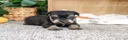 Miniature Schnauzer dogs for sale: Chief - Ad 3