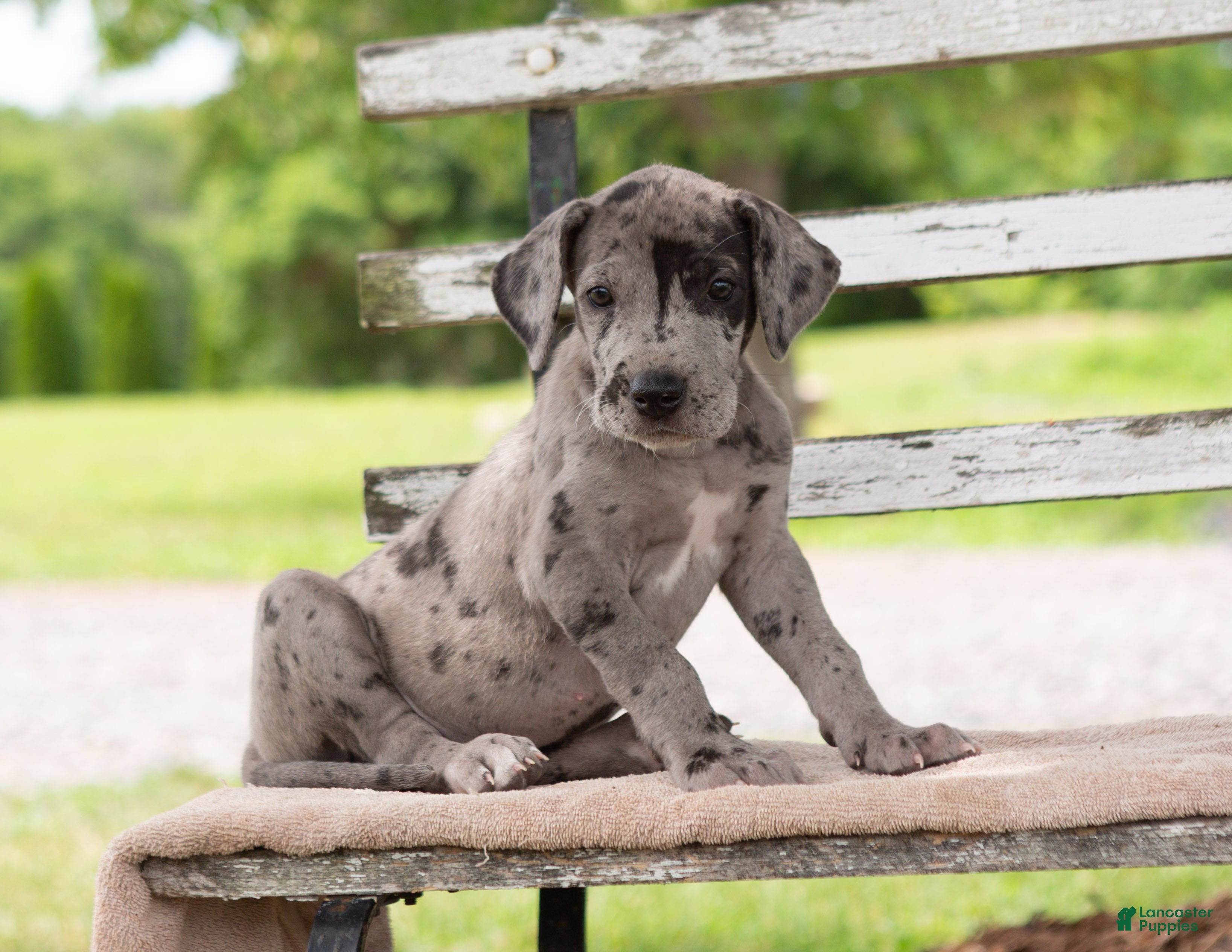 Great Dane dogs Gerald - Ad 2